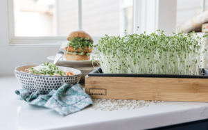 Hamama Microgreens Kit